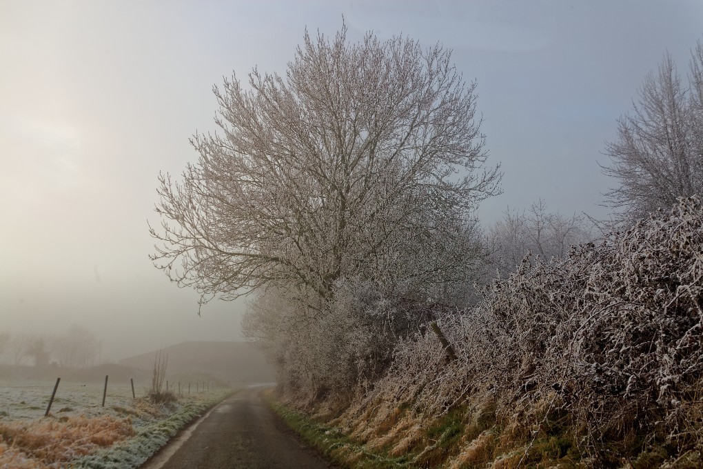 Winter snowy trees